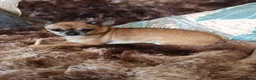 Pomchi dogs for sale: Adorable Pomchi pups in Liverpool - Advert 1