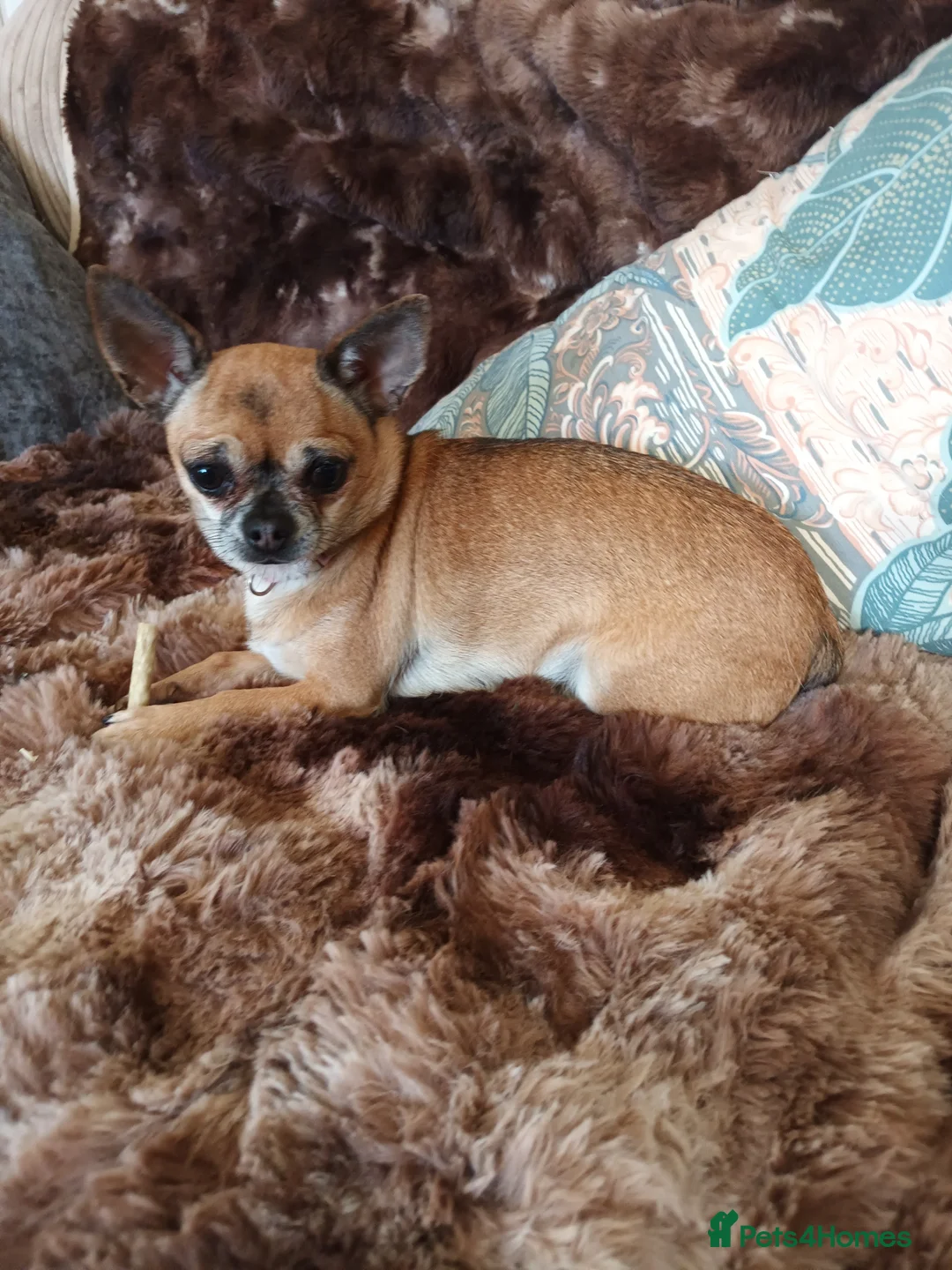 Pomchi dogs for sale: Adorable Pomchi pups in Liverpool - Advert 1