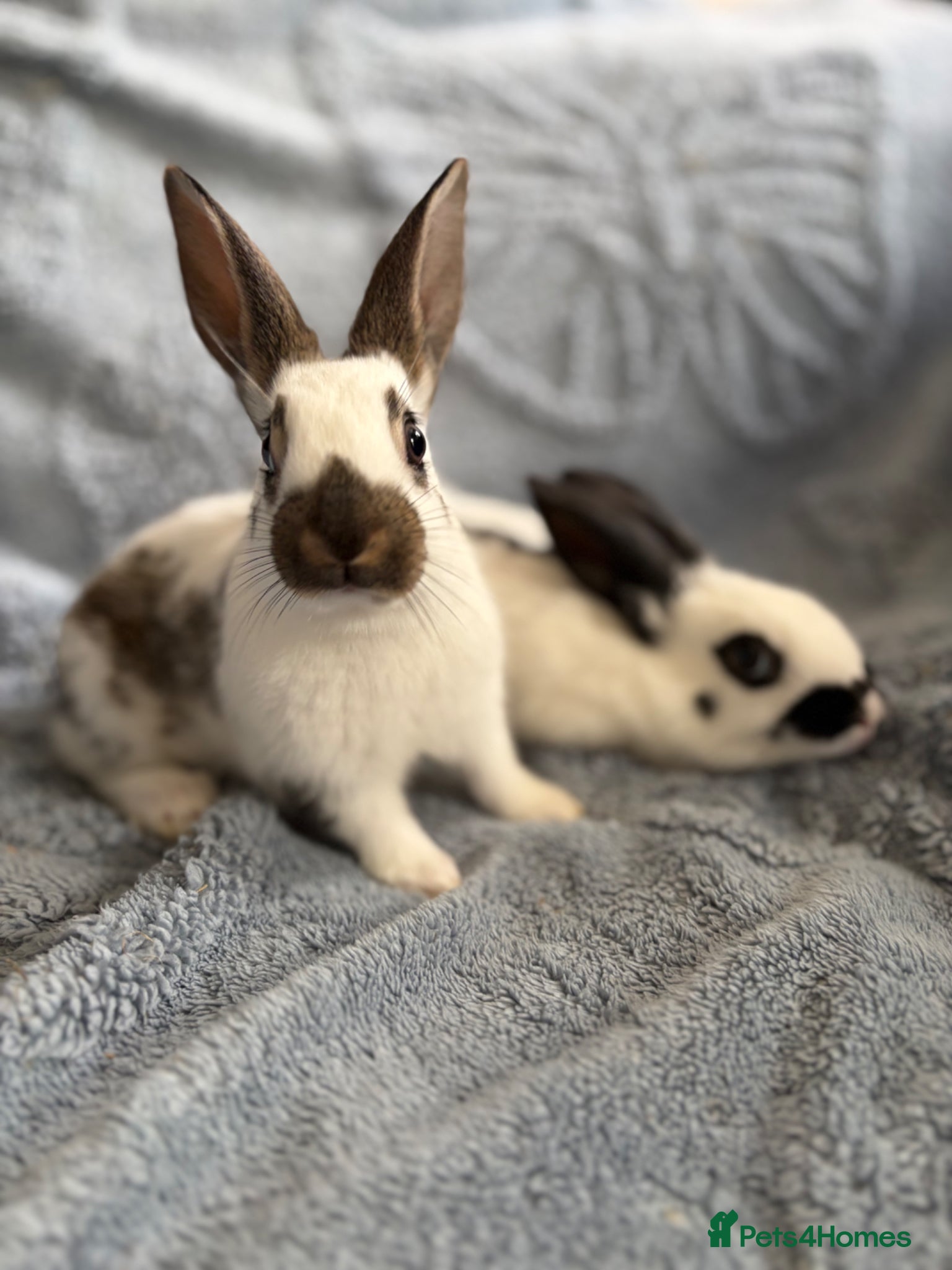 Harlequin rabbits English spots does and a buck  - Advert 9