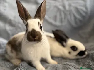 Harlequin rabbits English spots does and a buck - Advert 9