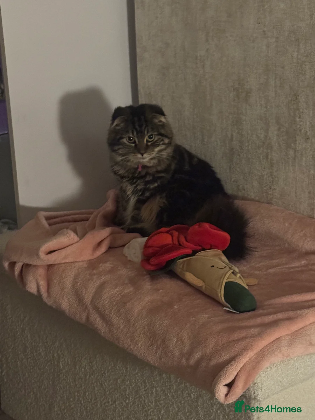 Scottish Fold cats for sale: Only one folded ears girl left 🎀 - Advert 11