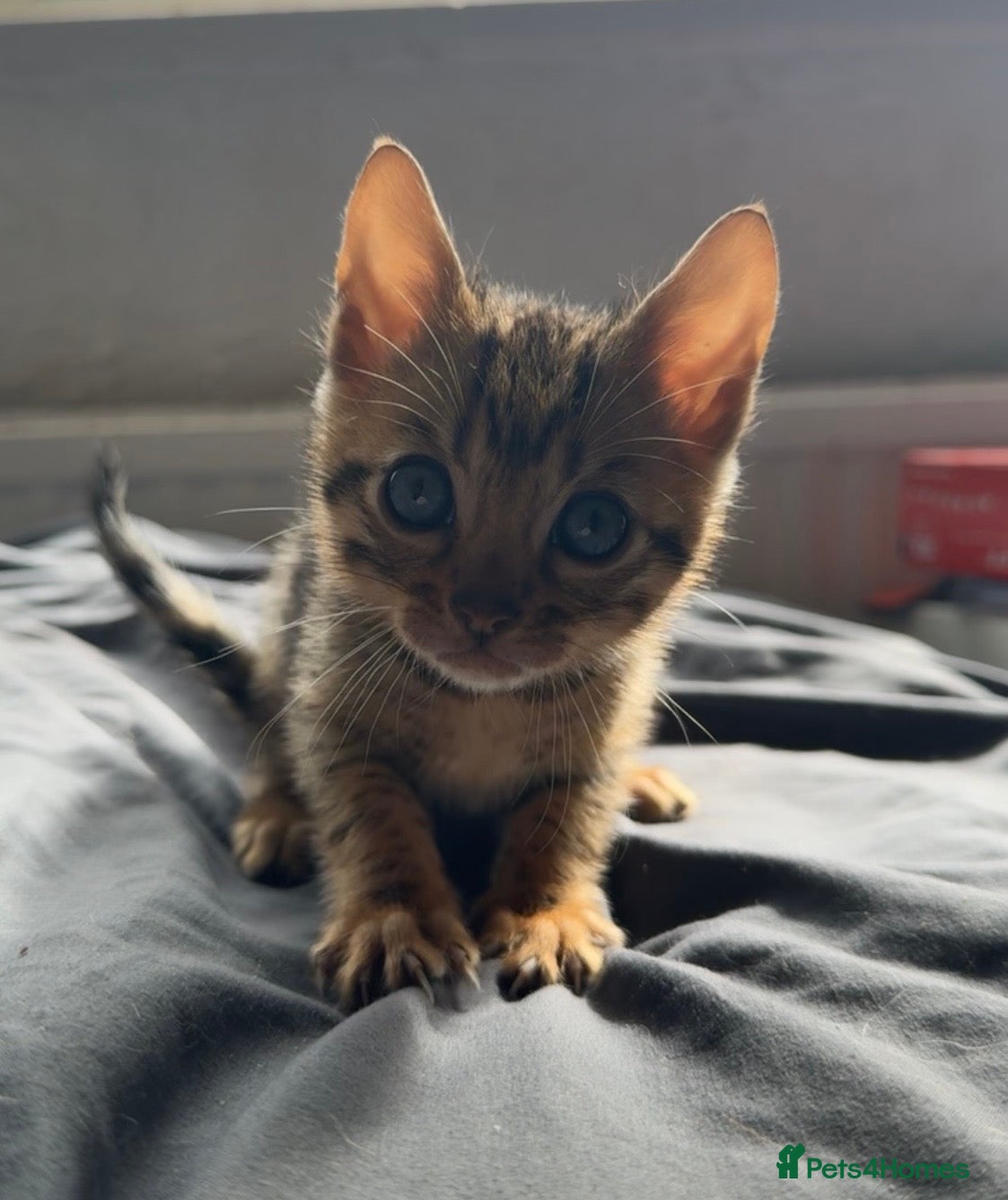 Bengal cats for sale: Full bengal kittens in Plymouth - Advert 7