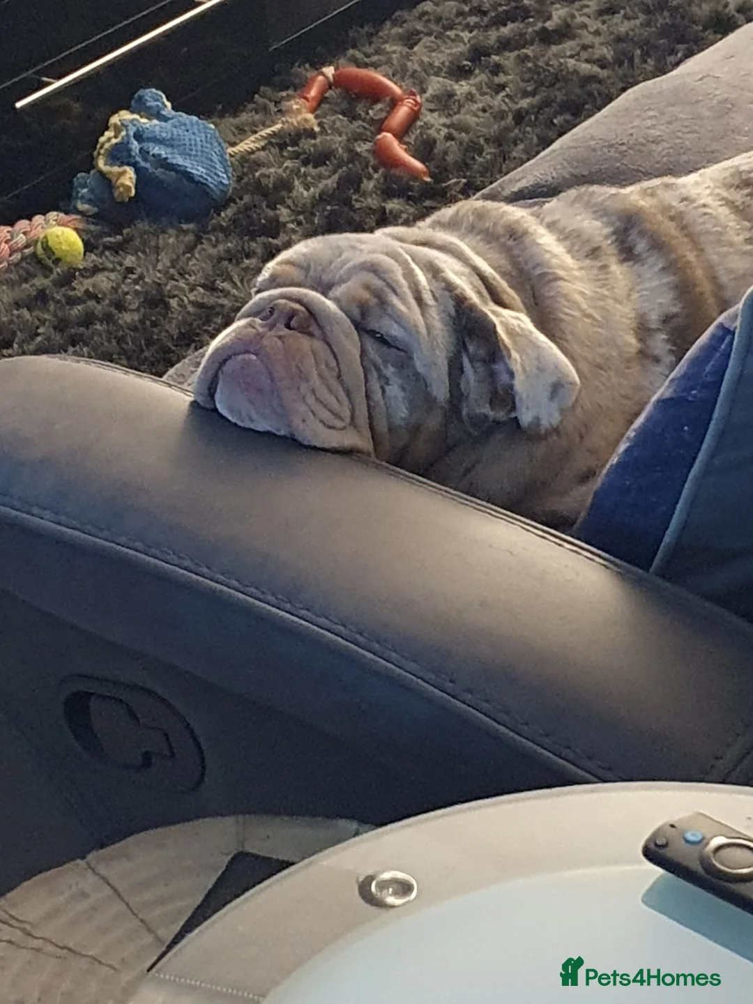 English Bulldog dogs for sale: Lilac merle - Advert 4