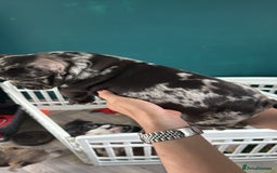 French Bulldog dogs for sale: French bulldogs LAST ONE !  - Image 19