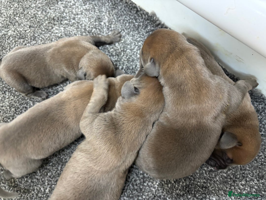 Boerboel dogs for sale: QUALITY NABBR REGISTERED PUPS!  - Advert 20
