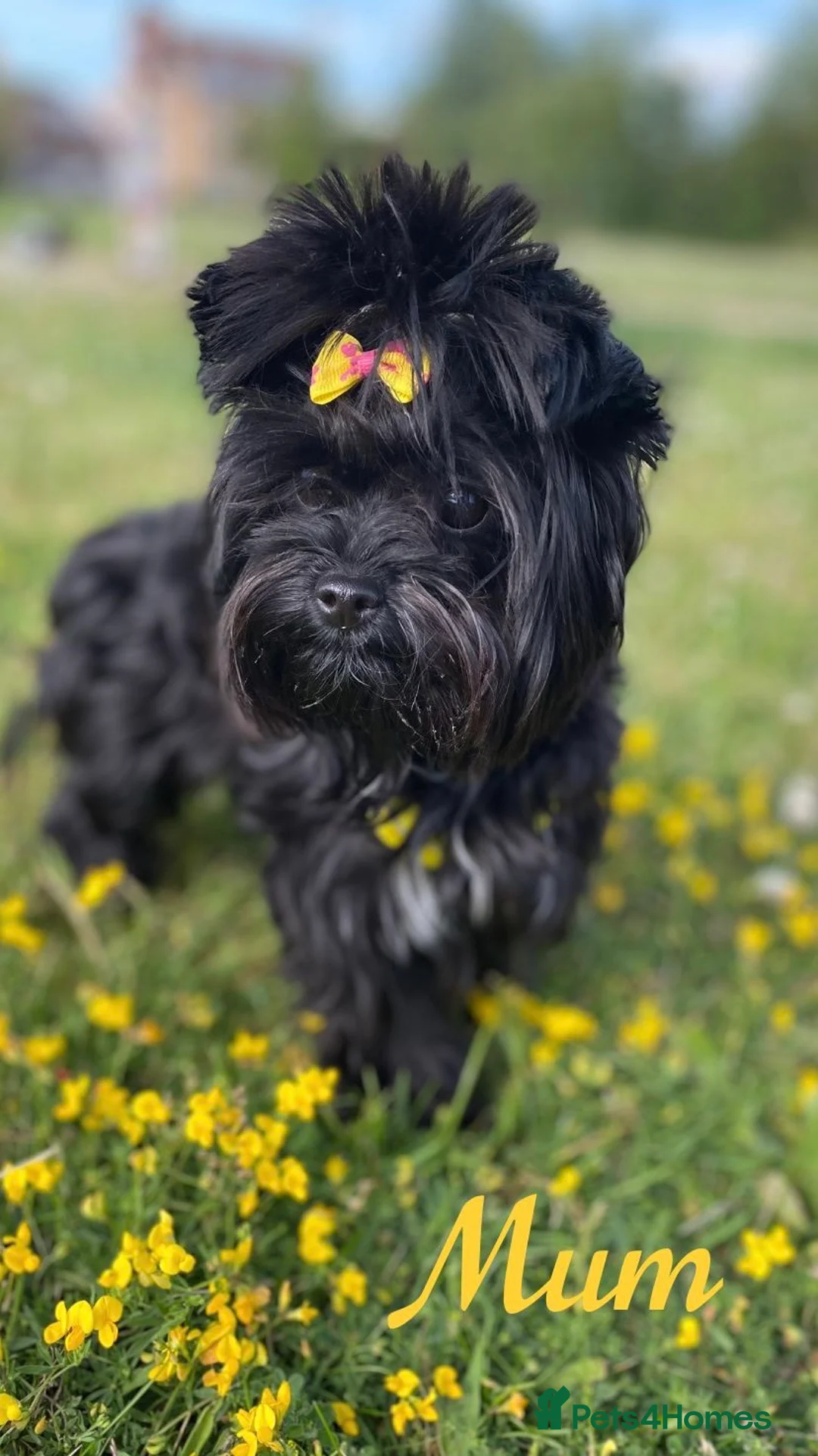 Yorkshire Terrier dogs for sale: Beautiful small Biewer Yorkshire Terrier Pedigree  - Advert 2