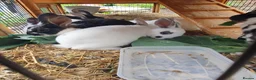 Mixed Breed rabbits for sale: 3 litters of mixed rabbits - Advert 11
