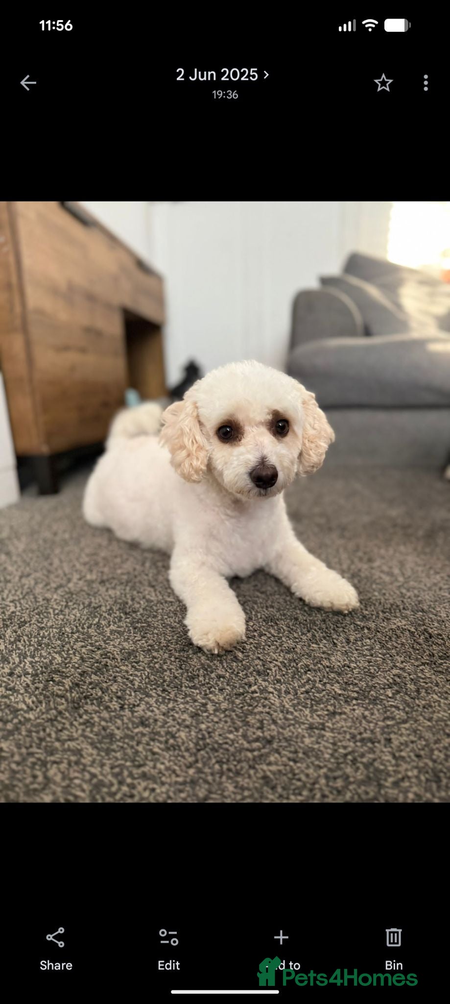 Mixed Breed dogs 4 beautiful cavapoochon MERLE puppies - Advert 1