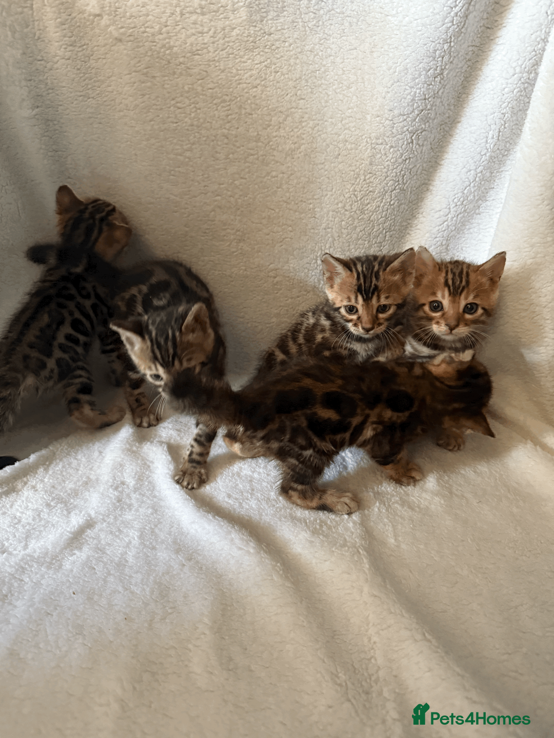 Bengal cats for sale: 5 Beautiful Bengal Brown Rosetted Kittens in London - Advert 5
