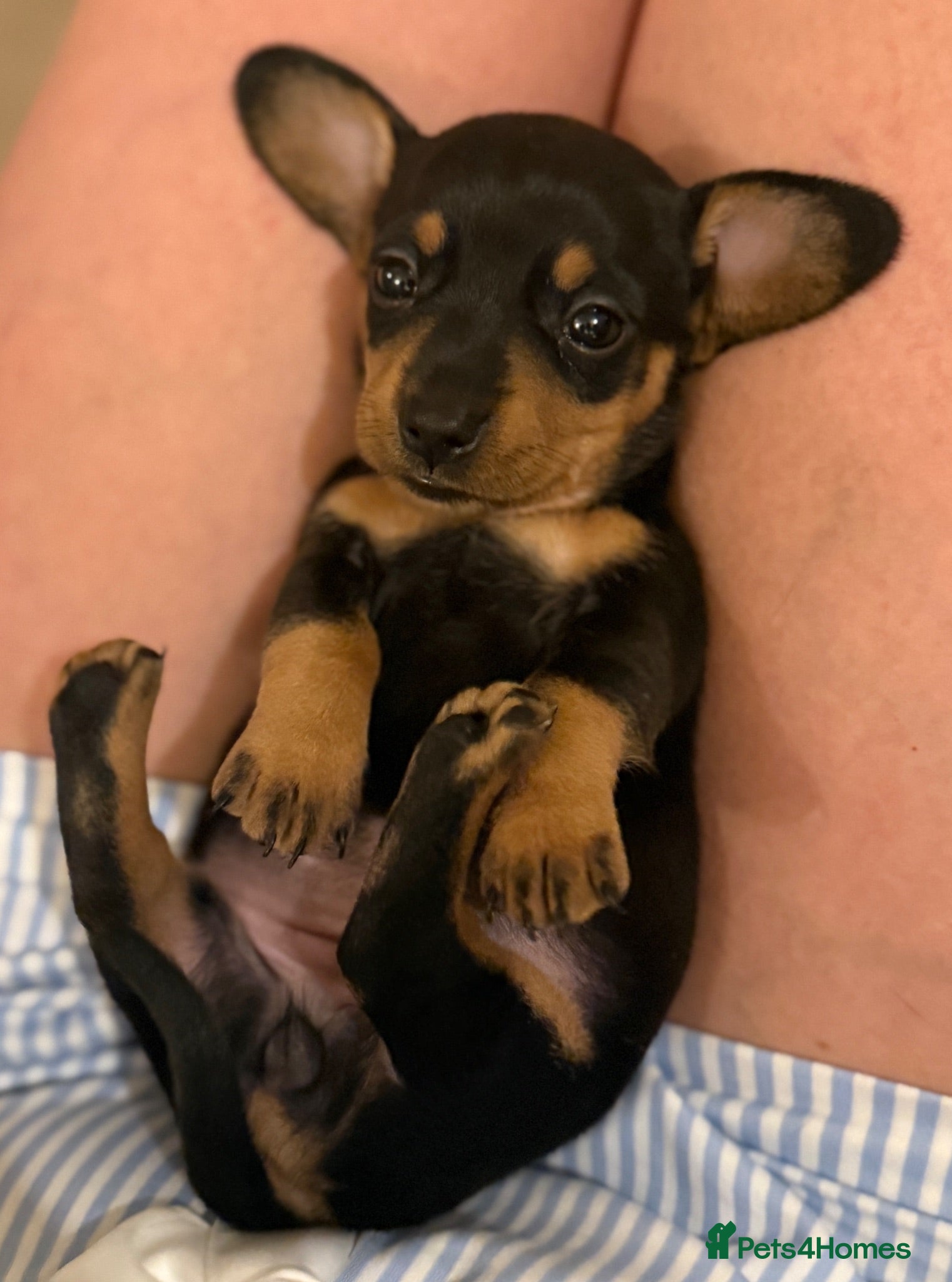 Miniature Dachshund dogs 🐾exceptional KC REGISTERED PRA clear  - Advert 1
