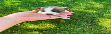 Jack Russell 4