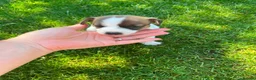 Jack Russell dogs for sale: Jack Russell Puppies  - Advert 5