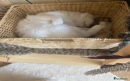 Mixed Breed cats for adoption: 🐾 Meet Indoor cat Maxey  - Image 3
