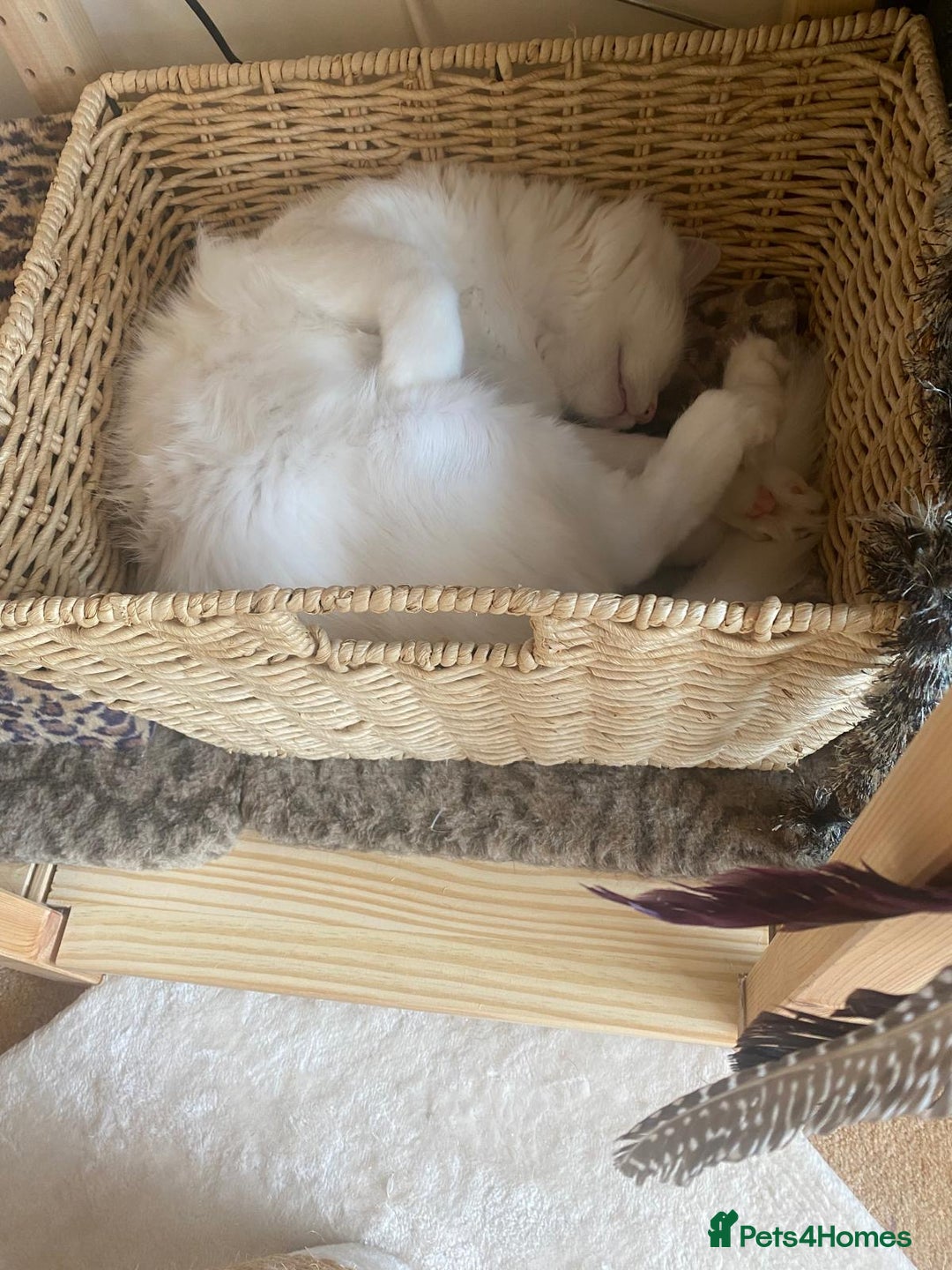 Mixed Breed cats for adoption: 🐾 Meet Indoor cat Maxey  - Image 3