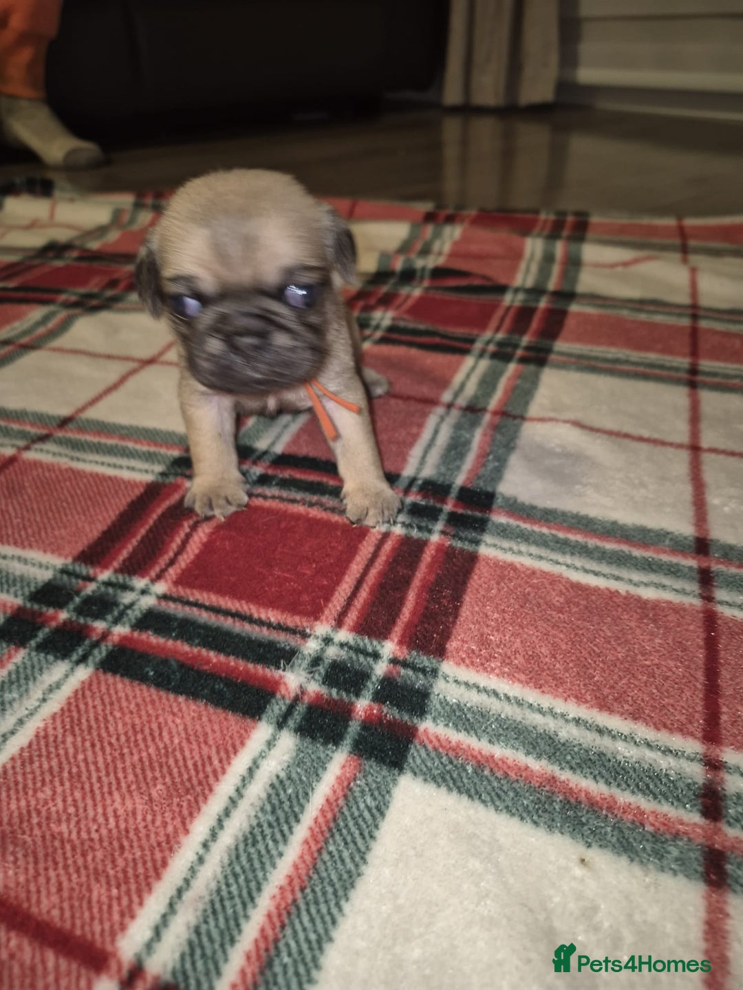 Pug dogs for sale: Pug puppies 🐶  - Image 6