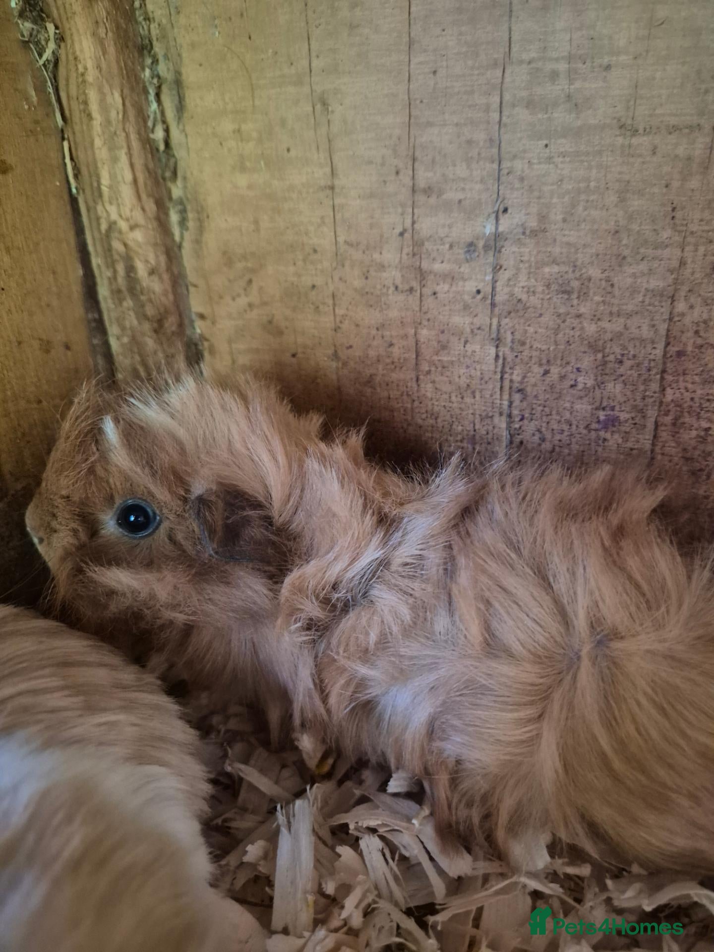 Guinea Pig rodents Funky boys  - Advert 12