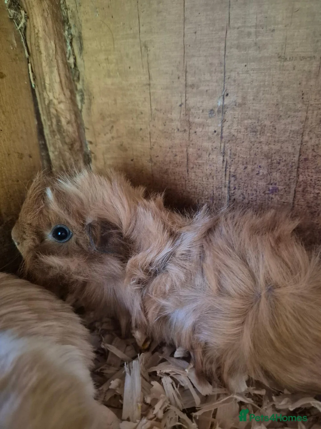 Guinea Pig rodents for sale: Funky boys  - Advert 1