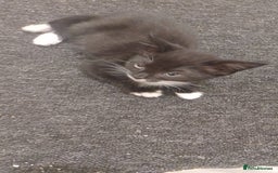 British Shorthair cats for sale: Black and white kittens for sale  - Image 4