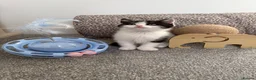 British Shorthair cats for sale: Beautiful British Shorthair Male Kittens 🐾 - Advert 17