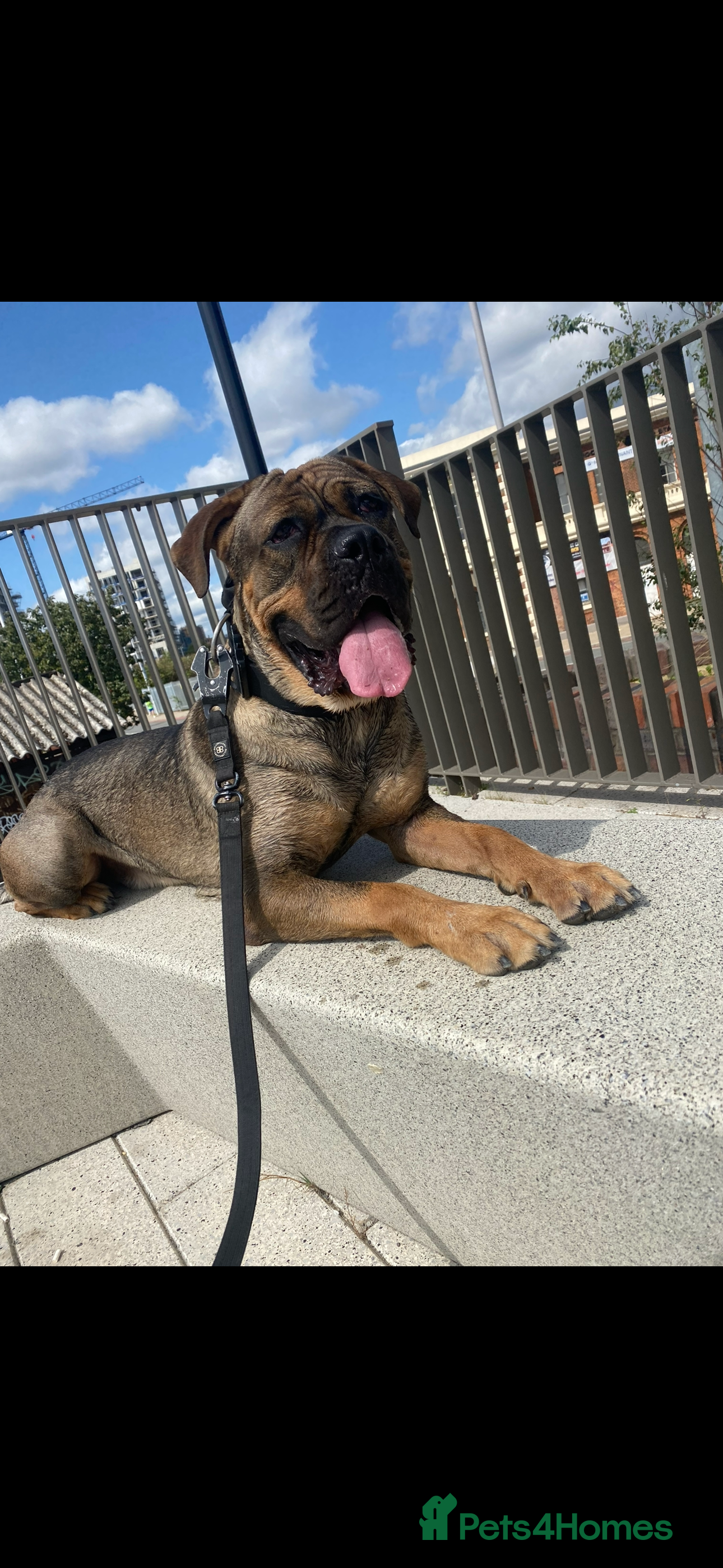 Mixed Breed dogs Buddy  - Advert 7