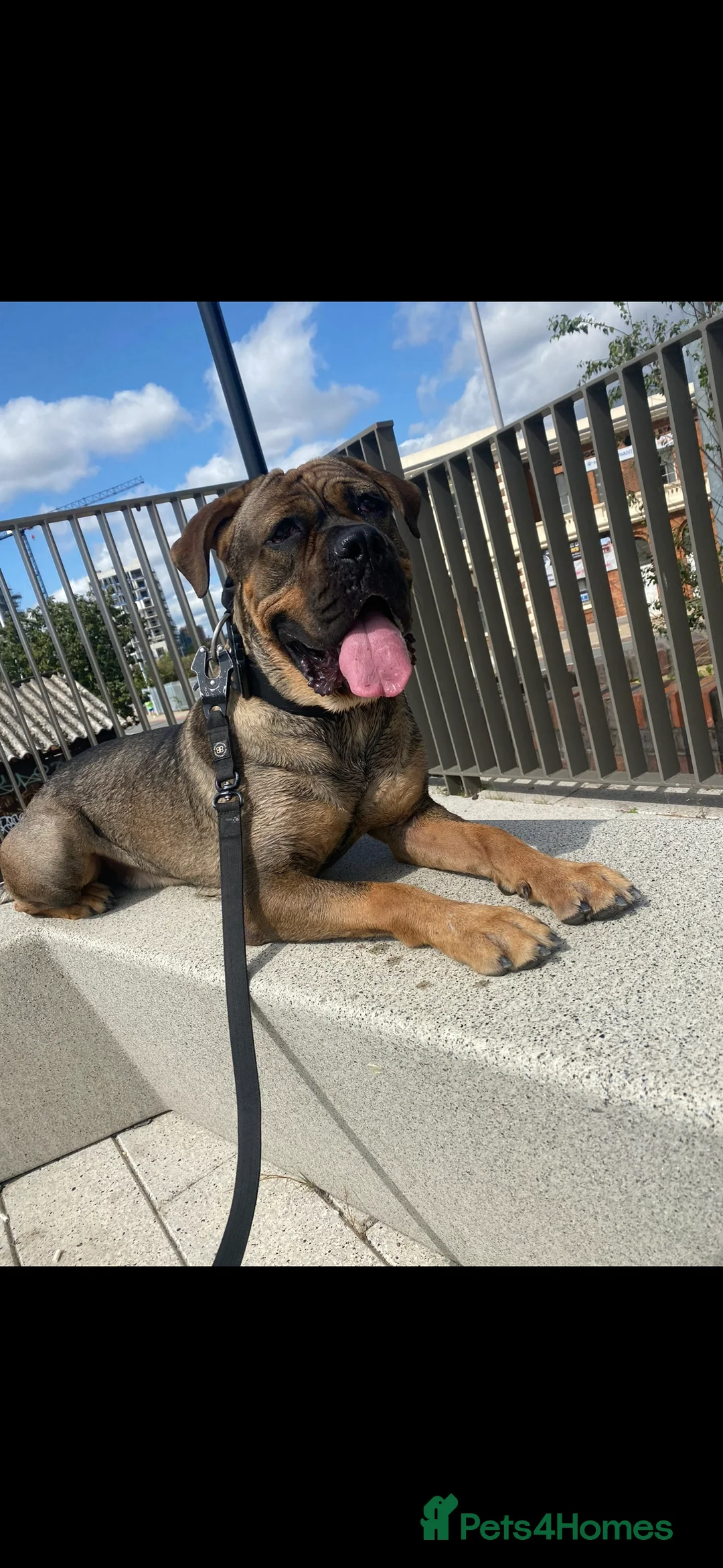 Mixed Breed dogs for sale: Buddy  - Advert 1