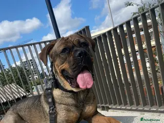 Mixed Breed dogs Buddy - Advert 7