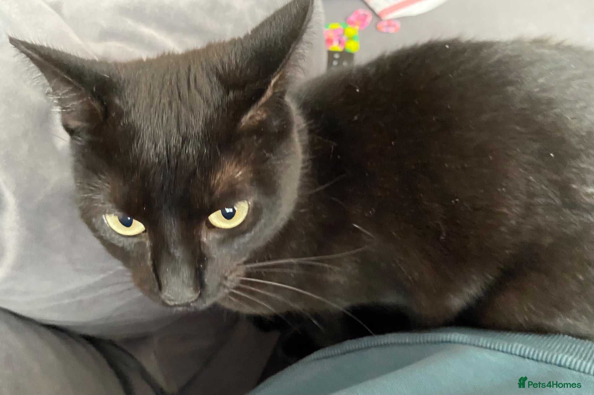 Mixed Breed cats Black cat Nala  - Advert 1
