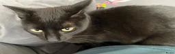 Mixed Breed cats for sale: Black cat Nala  - Advert 1