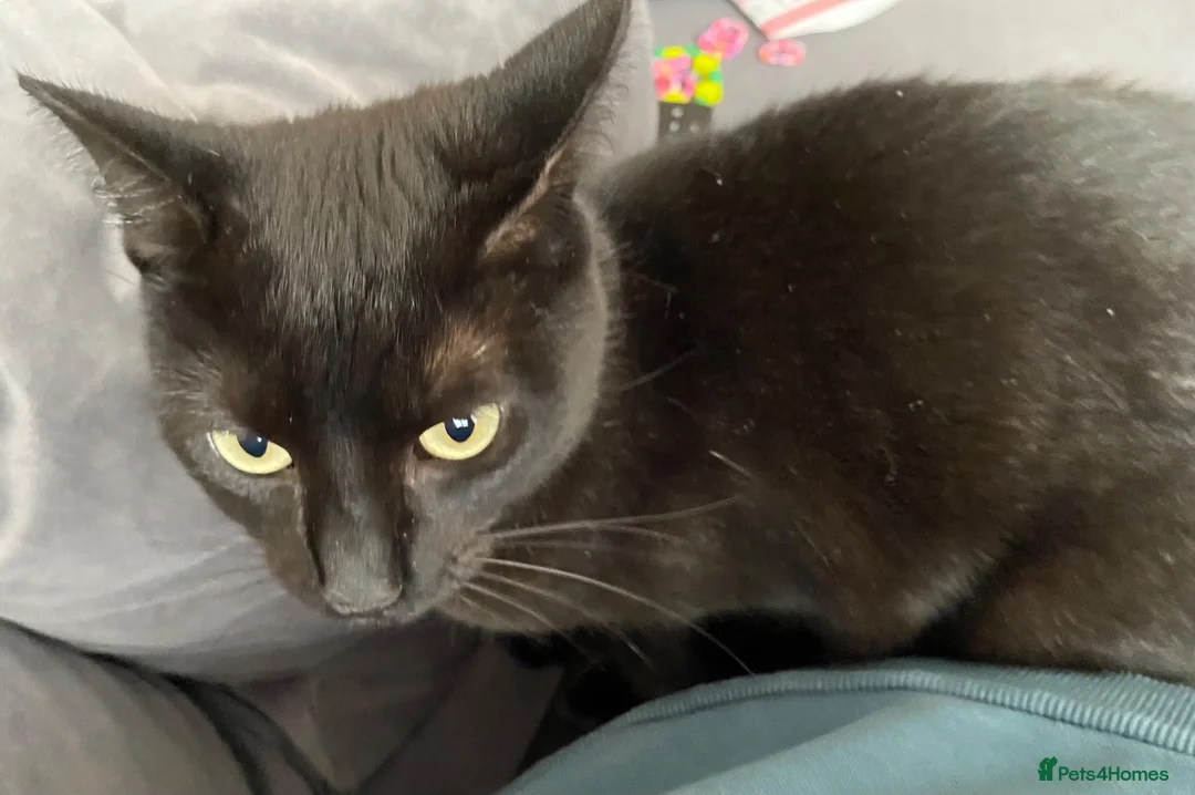 Mixed Breed cats for sale: Black cat Nala  - Advert 1
