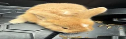 Continental Giant rabbits for sale: gorgeous continental giantxFrench lop READY TO GO - Advert 6