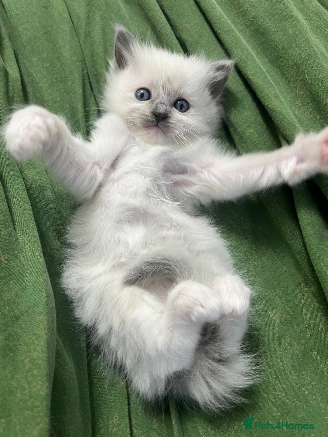 Ragdoll cats for sale: Blue point Ragdoll girl - Advert 6