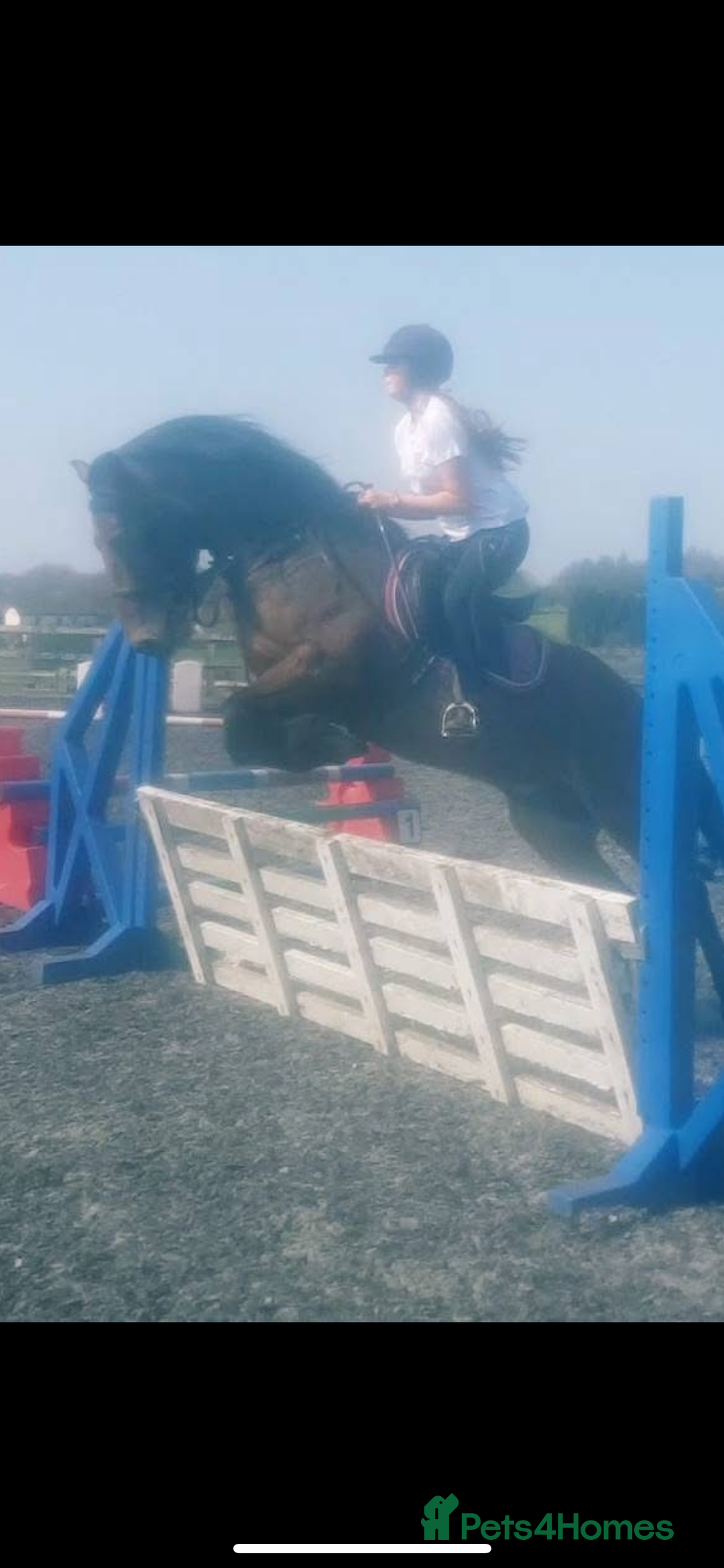 Other Breed horses for sale: Looking for new home  - Advert 4