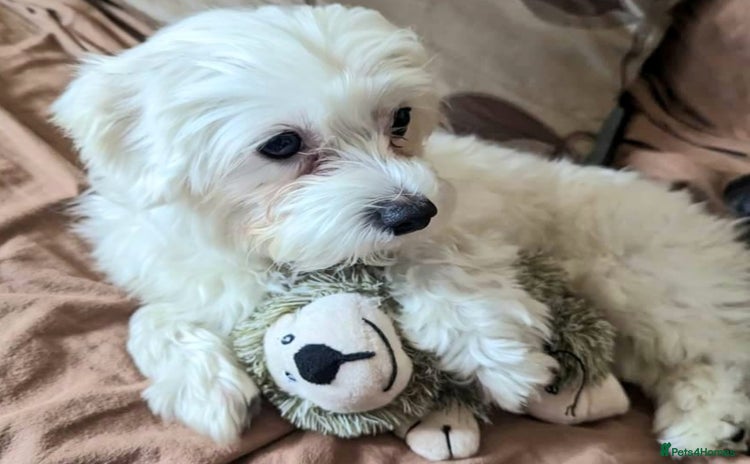 Maltese dogs - Advert 1