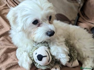 Maltese dogs for stud - Advert 1