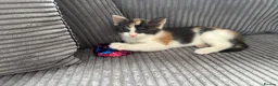 Maine Coon cats for sale: Maine coon & Turkish van mix - Advert 15