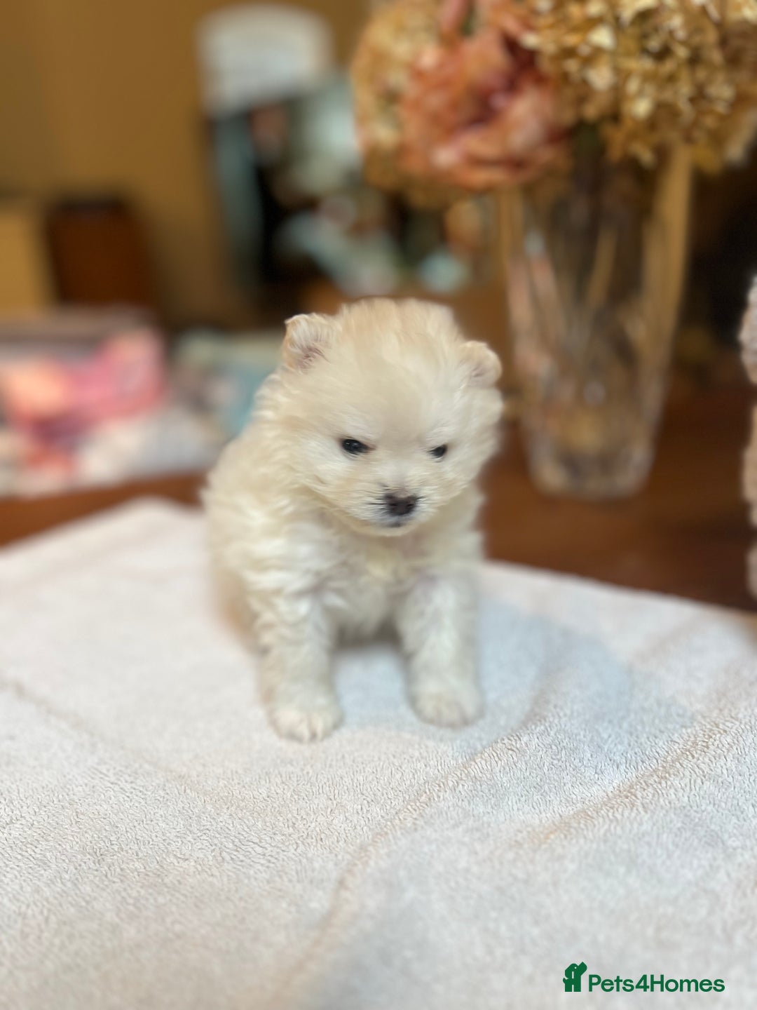 Pomeranian dogs for sale: Pomeranian puppies to die for - Advert 5