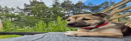 Mixed Breed dogs for sale: Beautiful Staffy x Husky Pups - Advert 10