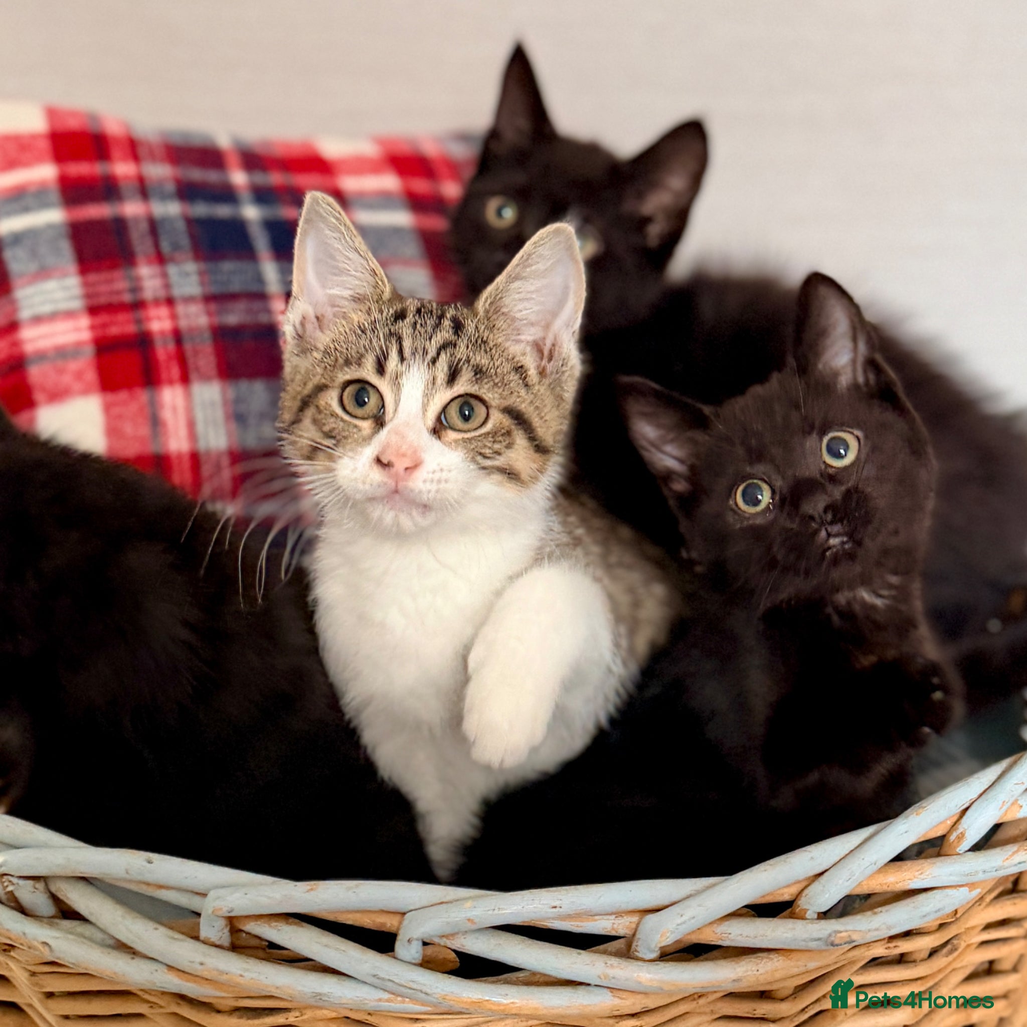 Mixed Breed cats 🐾❤️ Ragdoll X Shorthair Kittens ❤️🐾 - Advert 1