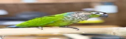 Conures birds for sale: Pineapple conure and green cheek conure  - Advert 6