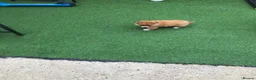 Pomchi dogs for sale: Pomchi puppies  - Advert 6