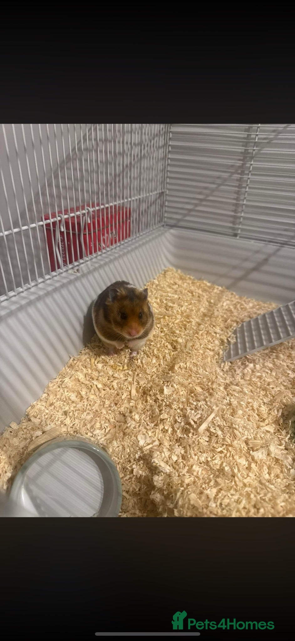 Hamster rodents 11 month old syrian hamster  - Advert 4