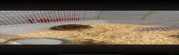Hamster rodents for sale: 11 month old syrian hamster  in Barnsley - Advert 1