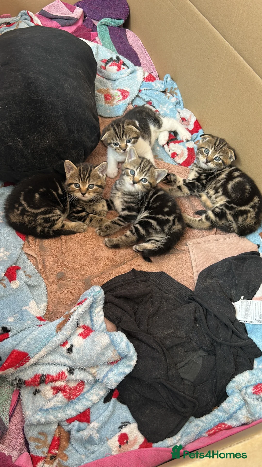 Scottish Fold cats for sale: Scottish Fold x American Wirehair Kittens - Advert 2