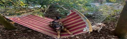 Mixed Breed dogs for sale: Security Dog for Sale  - Advert 7