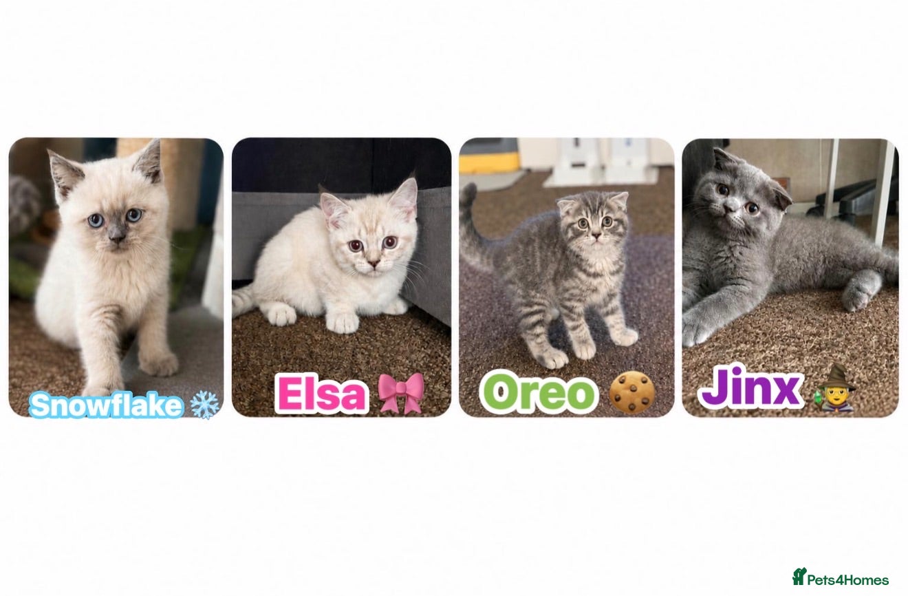 Scottish Fold cats Scottish Fold & straight Kittens PRICE -NEGOTIABLE - Advert 14