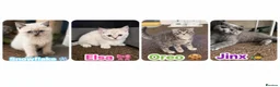 Scottish Fold cats for sale: Scottish Fold & straight Kittens PRICE -NEGOTIABLE - Advert 1