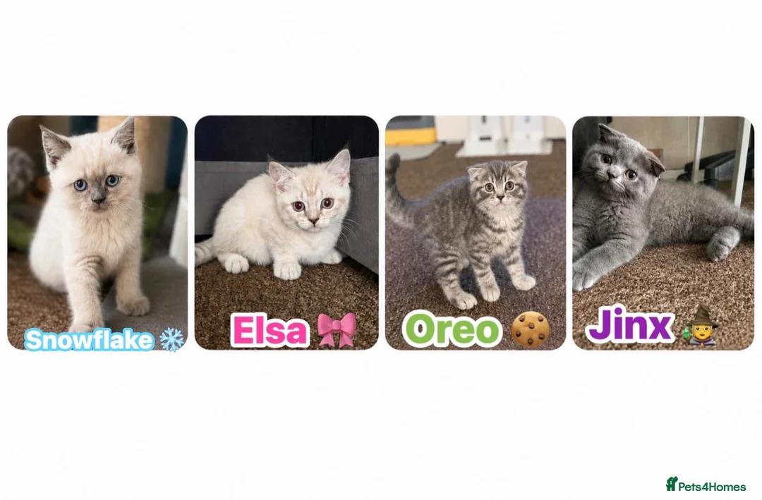 Scottish Fold cats for sale: Scottish Fold & straight Kittens PRICE -NEGOTIABLE - Advert 1
