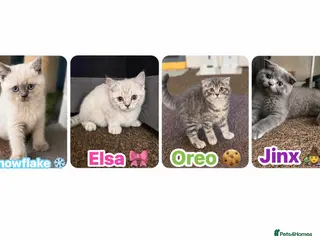 Scottish Fold cats Scottish Fold & straight Kittens PRICE -NEGOTIABLE - Advert 14