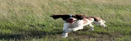 English Springer Spaniel dogs for sale: English springer spaniel  - Advert 10