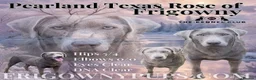 Labrador Retriever dogs for sale: 🩶 Stunning Silver Labrador Puppies 🩶 - Advert 3